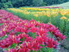 「魚沼市月岡公園の花ひろばでユリが見頃！7月1日にはユリまつりも開催！」