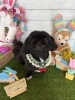ペキニーズ　カット「🐶、ペキニーズ、チワワ、トイプードル、トリミングのお友達🐣」
