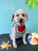 「お友達♡ Dog salon mofu mofu 余市町」