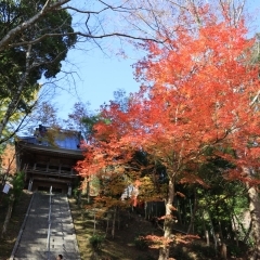 瑠璃光山 薬師寺の紅葉