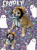 「Dog salon mofu mofu　余市町」