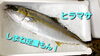 「○本日のお刺身○【しまね定置もん！】ソウダガツオ、ヒラマサ」