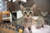 里親募集中！かわいい仔猫たち😺 | 一般社団法人はまじぃの家の