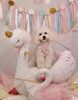 「Anniversary photo　(^O^)／」