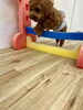 もっぷくんジャンプ💨「ましゅまろ幼稚園🐾パート2」