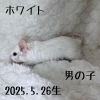「デグーの赤ちゃんが生まれました💓　男の子編」