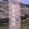 【写真で見る愛媛】初春の風景
