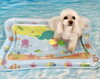 ゆめちゃん「波とわんこ🌊」