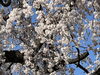 満開「満開間近！府中市の東郷寺のしだれ桜(枝垂れ桜)の開花状況、見頃の情報　第3報」