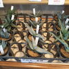 アロエ 育てやすくておすすめ！「植物入荷情報！アガベ Agave アロエ そして ビカクシダ ネザーランド コウモリラン 。  塊根 ユーフォルビア サボテン 多肉 観葉植物  」