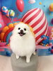 ポメラニアンのシェリーちゃん🎶「🐶トリミング🐾」