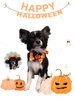 「Dog salon mofu mofu　余市町」
