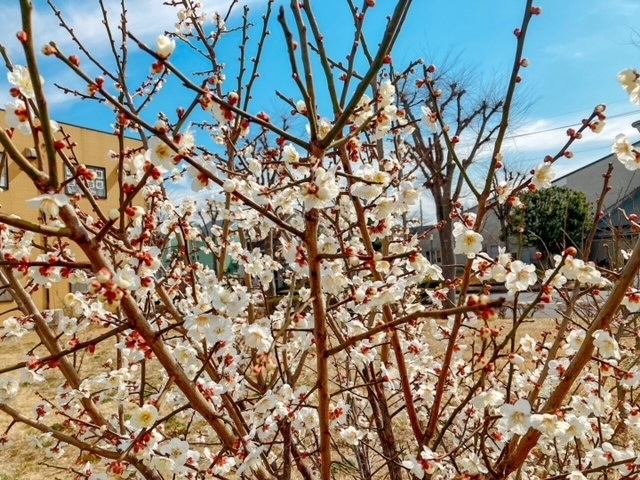 「最近は温かくなってきましたね...梅の花が咲いていました。本日は卒業式で来月には入学式がありますね。【まいぷれ取手守谷/地域情報/WEBサービス/地域情報サイト/情報発信/SEO・MEO】」