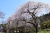 桜スポット特集 佐世保市 佐々町 波佐見町 川棚町の花見スポット まいぷれ 佐世保