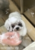 ジャムちゃん泡泡パック中〜「冬のオプションキャンペーン　（＾ν＾）」