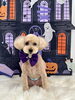 タロウくん「Happy Halloween 2026🎃」