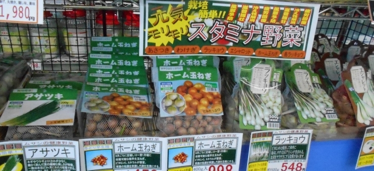 夏植え健康野菜入荷です ホームセンタームサシ長井店のニュース まいぷれ 長井 西置賜