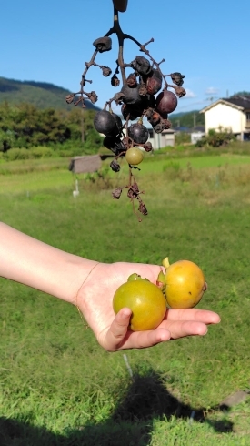 放ったらかしの畑から採れた柿と葡萄「帰省して秋を楽しむ」