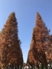 「都筑区の緑道の紅葉たち」
