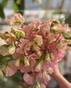 「かわいいお花いろいろ入荷しました✨【越前市/花屋/生花/フラワーアレンジメント/ふるーれ・T】」