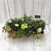 季節の寄せ植え「アガベ　笹の雪（多肉植物）　ミニ盆栽　」