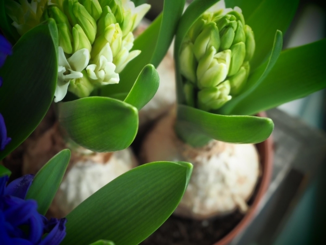 球根からすくすく育つヒヤシンス。蕾いっぱい！！「ポジティブにさせてくれる春のお花♪」