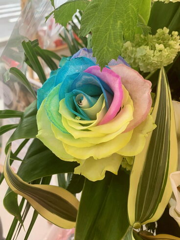 レインボーの薔薇がとても印象的です!「皆様に支えられて2周年を迎えました(^▽^)/」