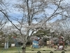 草津市　お花見「草津市　さくら」