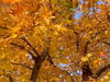 「一足早く葛飾に秋の紅葉を告げる【モミジバフウ（紅葉葉楓）】が綺麗に色づき見頃です！関東・東京の紅葉名所スポット！都立水元公園☆第一駐車場☆2022年11月3日（木祝）撮影」