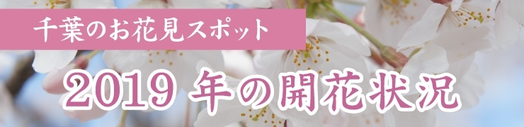 千葉の桜！　2019年開花状況（～2019年4月14日まで）【最新版】