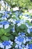 古川親水公園「紫陽花の季節　開花情報♪　古川親水公園・旧中川河川敷」