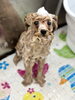 これからシャンプー🫧🫧「ファースト・トリミング」