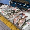 活魚・鮮魚