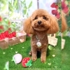 🐶マルプー、トイプードル、トリミングのお友達🍓 | Dog Salon
