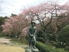 秩父宮記念公園の桜 まいぷれ写真館 まいぷれ 御殿場市 裾野市 小山町