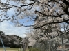 栗東　公園「栗東市　桜」