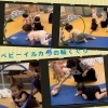イルカさんの得意な輪くぐりとボール遊びで笑顔!「南区&下京区のベビーリトミック♪不思議な海の世界でわくわく!音楽大好きレッスン【南区&下京区のピアノ・リトミック・英語リトミック・ベビーリトミック】」