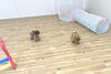 「ましゅまろ幼稚園　（╹◡╹）」