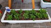 ペンタス「鉢植えの植え替えしました。(北九州市八幡西区若葉にある少人数対応　直葬．家族葬専門の葬儀社です)」