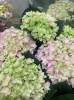 母の日 鉢花が入りました 恵庭 花屋 鉢物 カーネーション アジサイ マーガレット ベゴニア フラワーショップ花一のニュース まいぷれ 千歳 恵庭