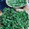 宮崎県産モリンガ100%蒸し 40分コース(足湯・ハーブリーディング付)