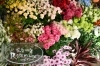 花と香りの店 Rosemary ローズマリー 奥州市水沢龍ケ馬場 まいぷれ 花巻 北上 一関 奥州 花と香りの店 Rosemary ローズマリー 奥州市水沢龍ケ馬場 まいぷれ 花巻 北上 一関 奥州