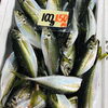 「魚魚市場鮮魚コーナーおすすめ商品は「本ガツオ・レンコ鯛」です♪」