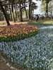 ネモフィラとチューリップ🌷「🎌歓送迎会🎌シーズン最後をアリスで！」