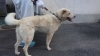 「【西条市新市付近】迷い犬を保護しています！（※新市集会所近辺）」
