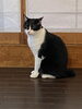 サクの姉　探偵猫　ウナギです。頑張ります。「元警視庁刑事　顧問。浮気調査　家出調査　防犯対策　人探し　結婚調査等は　防犯対策等は、【創業平成7年、調査の青葉グループ　群馬-太田 栃木-足利・佐野　茨城-古河　埼玉-本庄　若さと責任感 be-ハッピー探偵事務所群馬太田】」