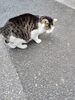 よいお年を～「(ΦωΦ) 師走ネコにご挨拶 (=^・^=)　★英会話と体操のコラボ教室（堀切、お花茶屋、綾瀬、亀有、小菅）」