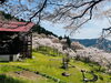 「平泉の西行桜の森へ。お弁当持って行ってきたよ！」