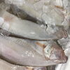 「魚魚市場鮮魚コーナーおすすめは「ホウボウ・カマス」です」