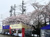 桜も満開でした。（雨じゃなければなぁ…）「『外宮奉納市』 仮設ステージ設営」
